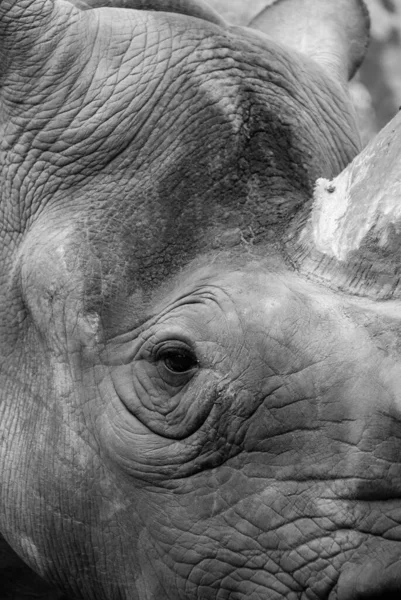 Das Indische Nashorn Rhinoceros Unicornis Wird Auch Großes Einhörnernashorn Und — Stockfoto