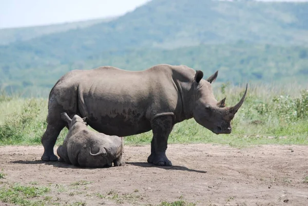 Rinoceronte Mãe Bezerro Hluhluwe Imfolosi Park África Sul — Fotografia de Stock