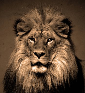 Siyah bir arkaplan önünde aslan