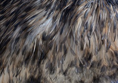 Kış hayvanat bahçesindeki Emu kuşu