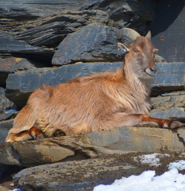 Tahrs vahşi keçi ile akraba olan büyük bir Asya artiodactyl türüdür..