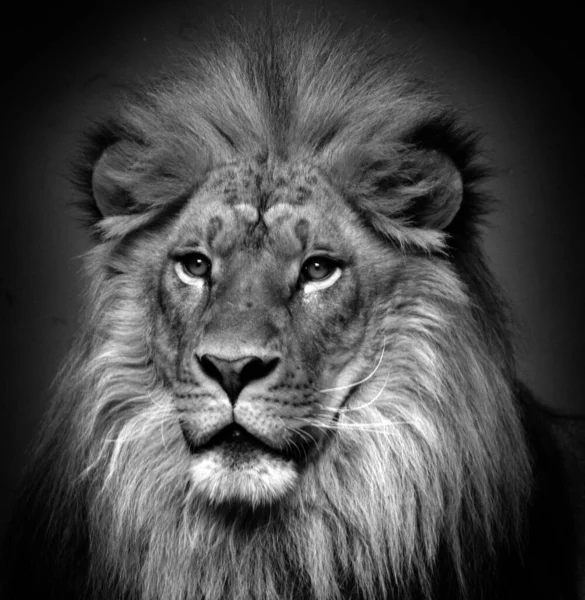 Löwenporträt Schwarz Weiß — Stockfoto