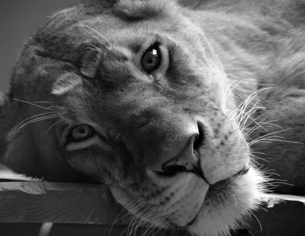 Закрыть Льва — стоковое фото