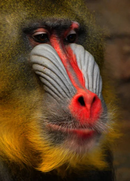 Retrato Macaco Selvagem Zoológico — Fotografia de Stock