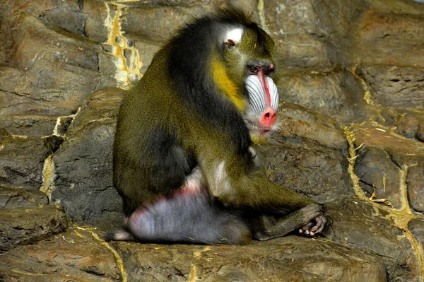 Ritratto Scimmia Selvaggia Nello Zoo — Foto Stock