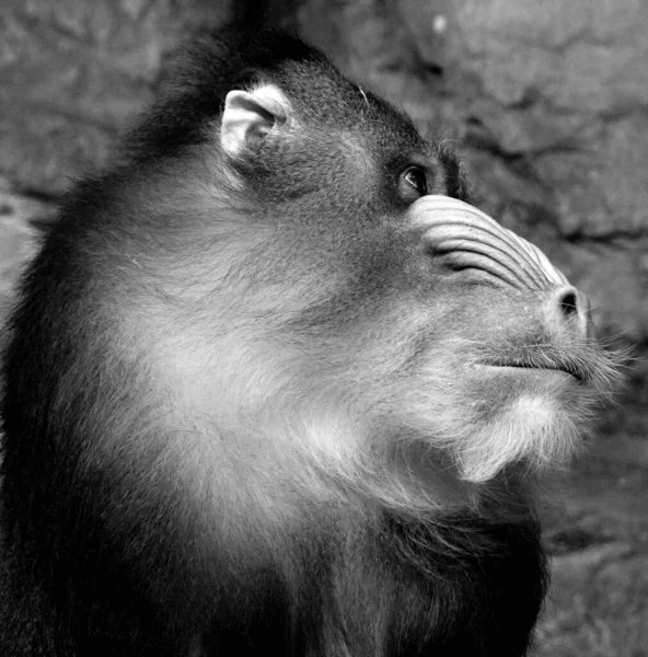 Porträt Eines Wilden Affen Zoo — Stockfoto