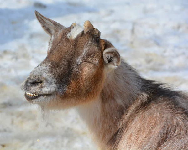 Goat Face Winter Time — Stock Photo, Image