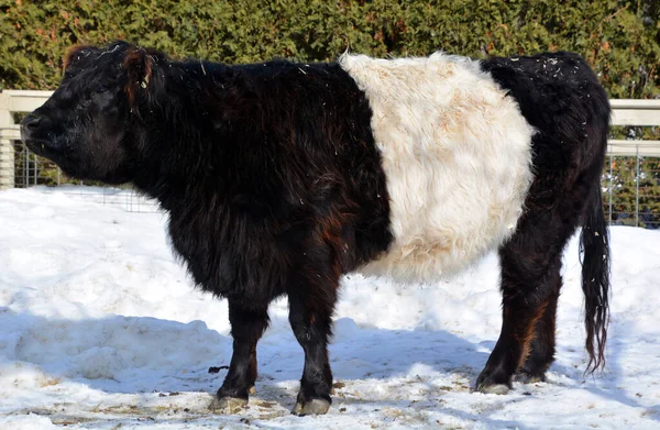 Black White Cow Zoo — Stock Photo, Image