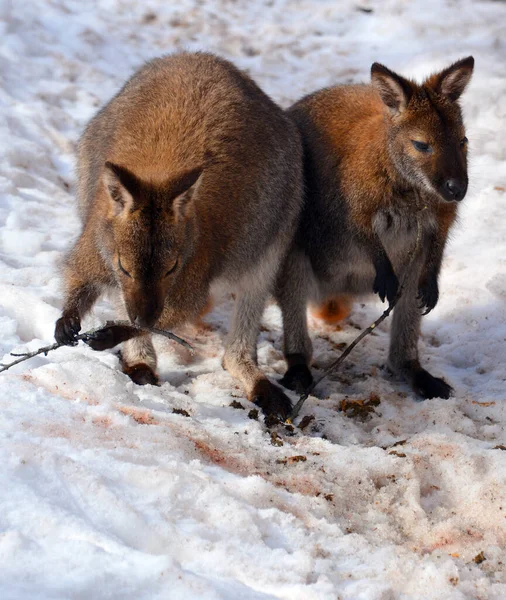 Kangaroos Selvagens Jardim Zoológico Inverno — Fotografia de Stock