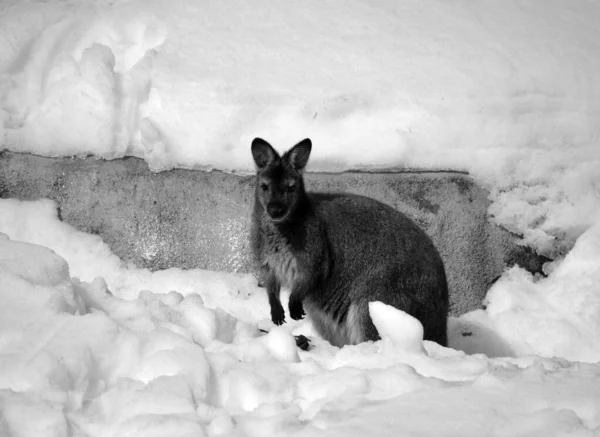 Canguru Selvagem Jardim Zoológico Inverno — Fotografia de Stock