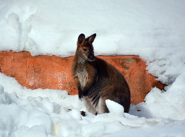 Canguru Selvagem Jardim Zoológico Inverno — Fotografia de Stock