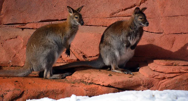 Kangaroos Selvagens Jardim Zoológico Inverno — Fotografia de Stock