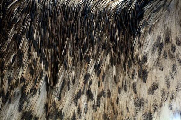 Птица Эму Зимнем Зоопарке — стоковое фото