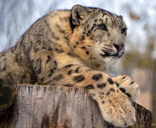 Leopardo Salvaje Zoológico Invierno — Foto de Stock