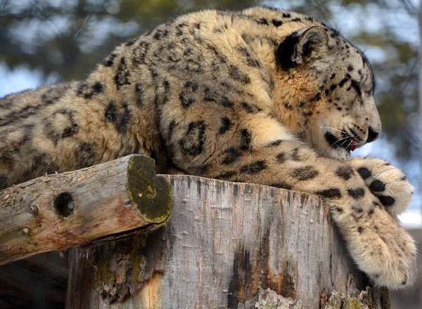 冬季动物园的野生豹子 — 图库照片