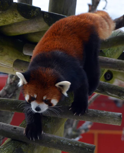 Panda Rouge Dans Zoo Hiver — Photo