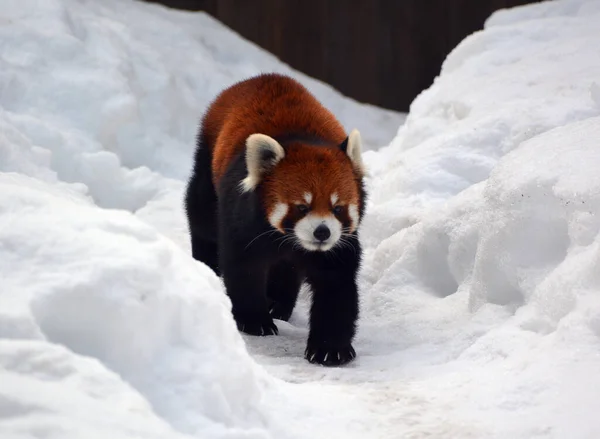 Panda Rouge Dans Zoo Hiver — Photo