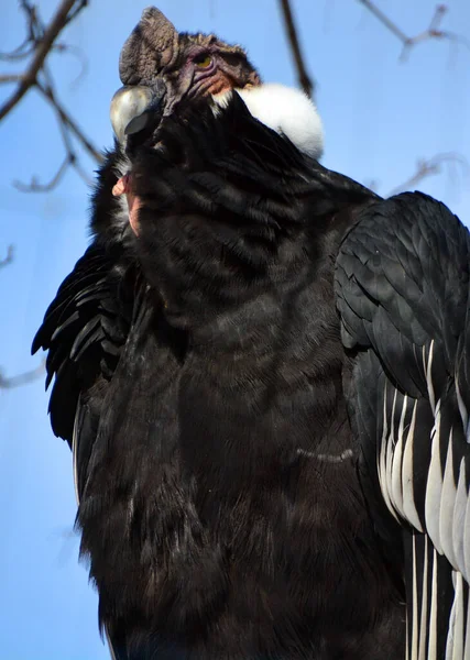 Andean Condor Vultur Gryphus South American Bird New World Vulture — Stock Photo, Image