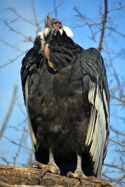 Andenkondor Vultur Gryphus Ist Ein Südamerikanischer Vogel Aus Der Familie — Stockfoto