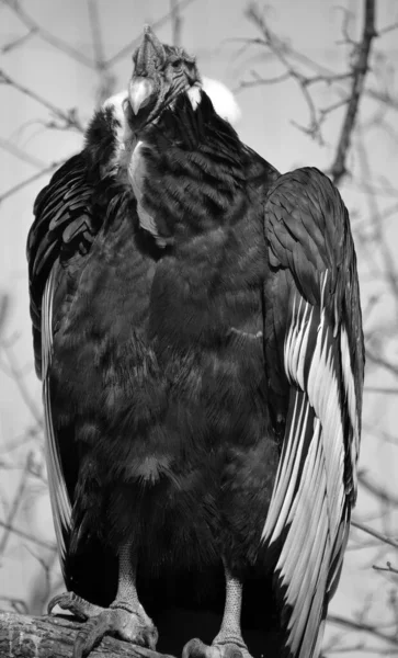 Андійський Кондор Vultur Gryphus Південноамериканський Птах Родини Cathartidae Нового Світу — стокове фото