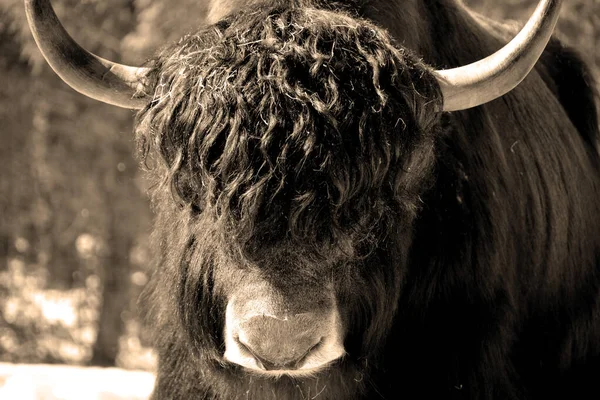 Wild Bull Winter Forest — Stock Photo, Image