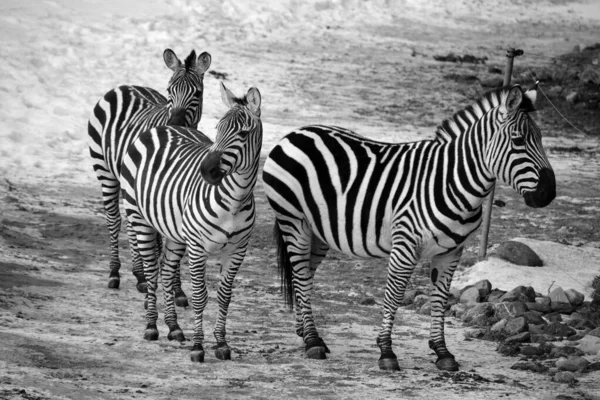 Zebras Selvagens Jardim Zoológico Inverno — Fotografia de Stock