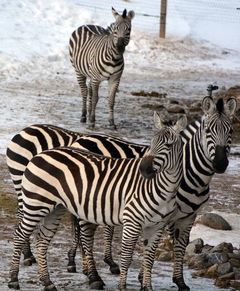 Zebras Selvagens Jardim Zoológico Inverno — Fotografia de Stock