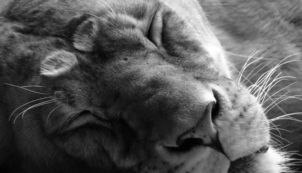 冬の動物園の野生ライオン — ストック写真