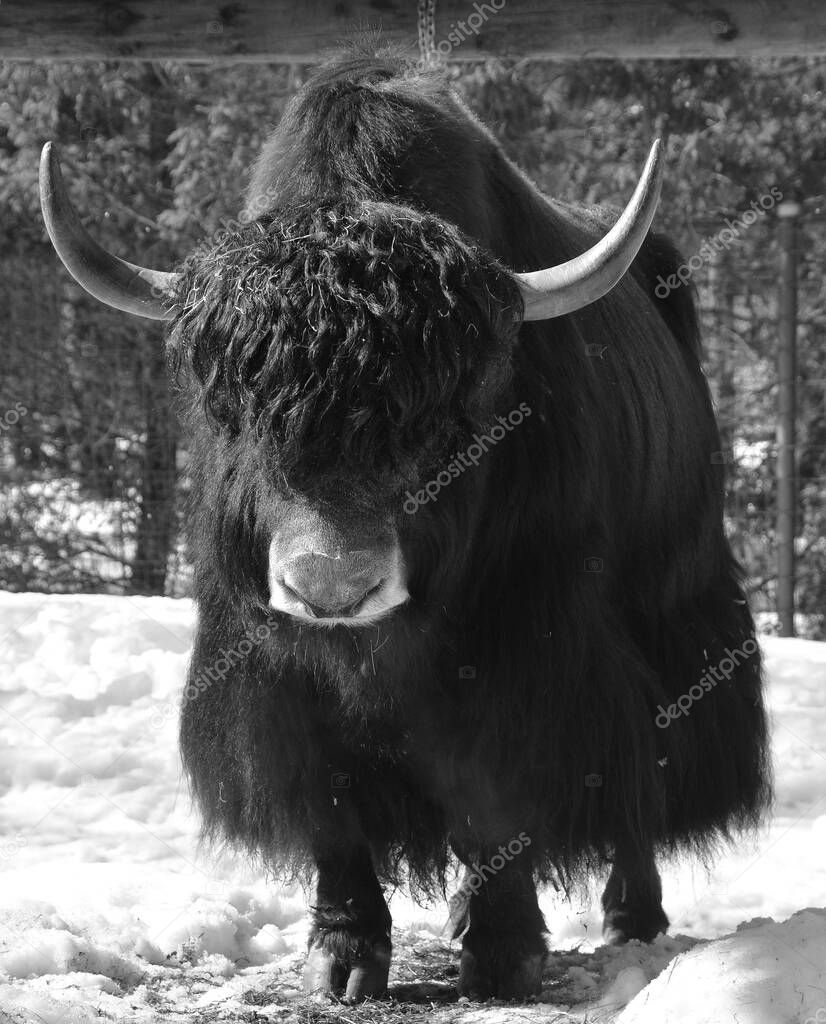 Wild bull in winter forest