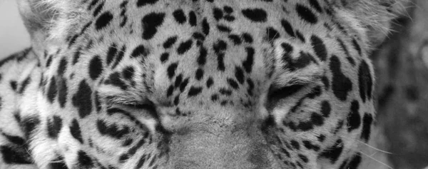 Дикий Леопард Зимовому Зоопарку — стокове фото