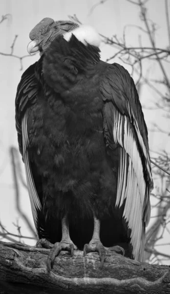 Condor Andino Vultur Gryphus Pássaro Sul Americano Família Abutres Novo — Fotografia de Stock