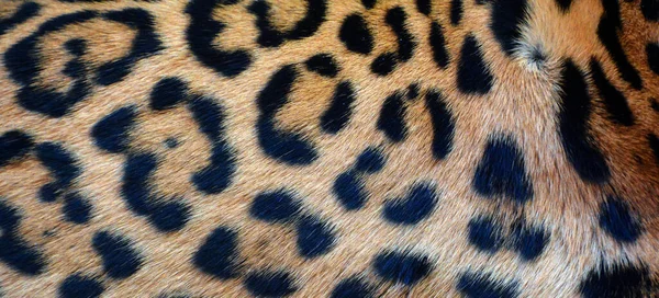 Дикий Леопард Зимнем Зоопарке — стоковое фото