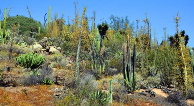 San Diego, California, ABD 'deki çöl manzarası 