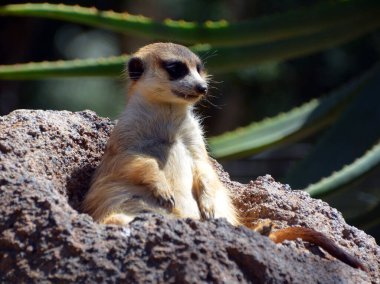 Mirket ya da suricate, Botsvana 'daki Kalahari Çölü, Namib Çölü, Namibya ve Angola' nın güneybatısında yaşayan firavun faresi ailesine ait küçük bir etobur türü.