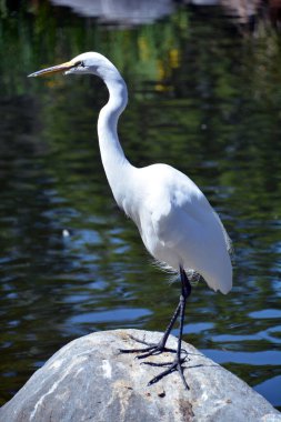 Turnalar büyük, uzun ve çoğunlukla karasal kuşlardır. Uzun boyunlu ve uzun bacaklı, zarif bir endamları var.