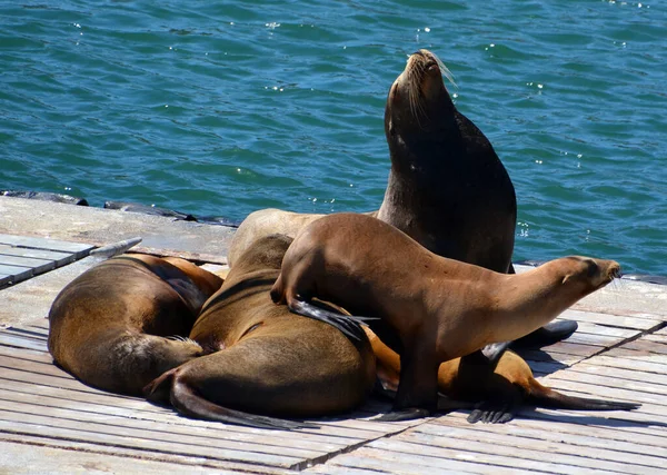 美国南加州港湾码头上的海狮 海狮是海洋哺乳动物 其特征是外部耳翼 长长的前鳍 行走能力 — 图库照片
