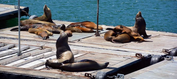 Leões Marinhos Cais Portuário Sul Califórnia Eua Leões Marinhos São — Fotografia de Stock