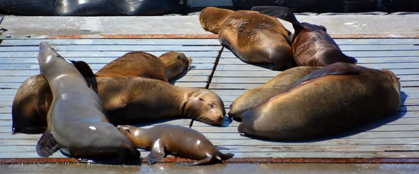 Sea Lions Harbor Quay Southern California États Unis Les Otaries — Photo