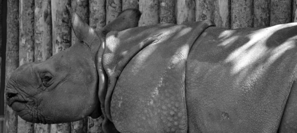 Das Indische Nashorn Rhinoceros Unicornis Wird Auch Großes Einhörnernashorn Und — Stockfoto