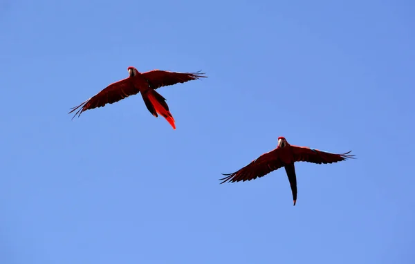 Flying Scarlet Macaw Большой Красный Желтый Синий Южноамериканский Попугай Член — стоковое фото