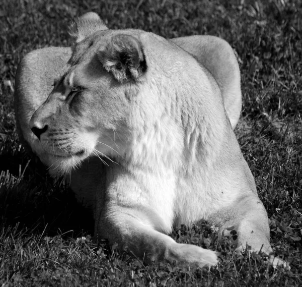 Leone Uno Dei Quattro Grandi Gatti Del Genere Panthera Membro — Foto Stock