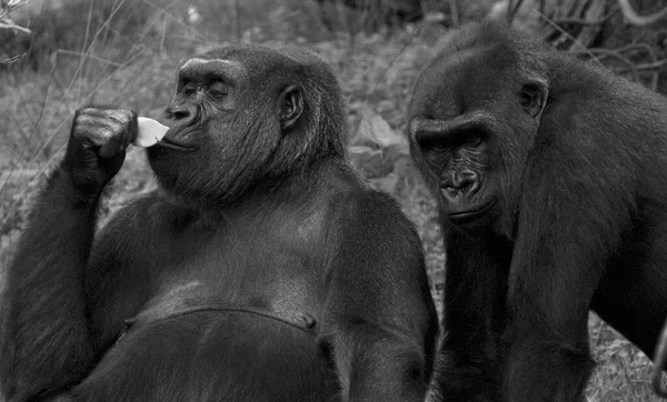 Wild mountain gorilla. Very rare and endangered animal close up. African wildlife.Big and charismatic creature. Mountain gorillas. Gorilla beringei beringei.