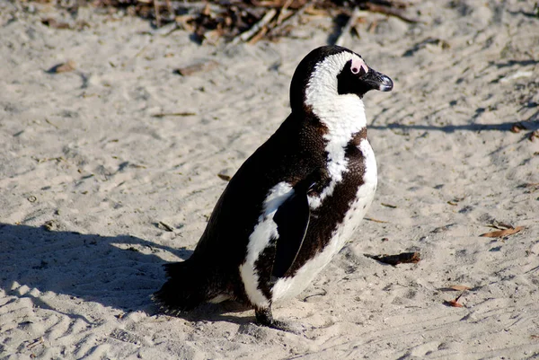 Magellan Penguins Порядка Sphenisciformes Семейство Spheniscidae Группа Водных Бесполетных Птиц — стоковое фото