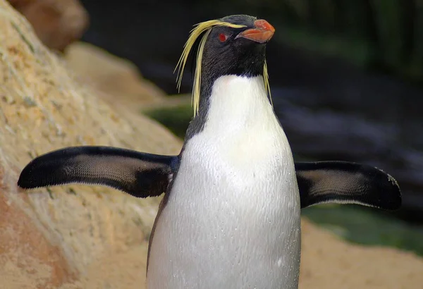 Магелланові Пінгвіни Порядку Sphenisciformes Родина Spheniscidae Група Водних Нелітаючих Птахів — стокове фото