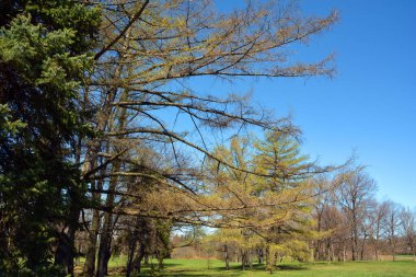 Quebec, Kanada 'da bahar mevsiminde ağaçlar