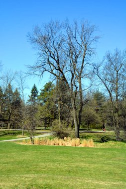 Quebec, Kanada 'da bahar mevsiminde ağaçlar