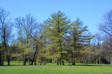 Quebec, Kanada 'da bahar mevsiminde ağaçlar 