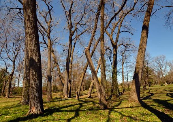 Stromy Jarní Sezóně Quebecu Kanada — Stock fotografie