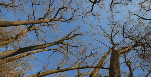 Bomen Vanaf Bodem Het Voorjaarsseizoen Quebec Canada — Stockfoto