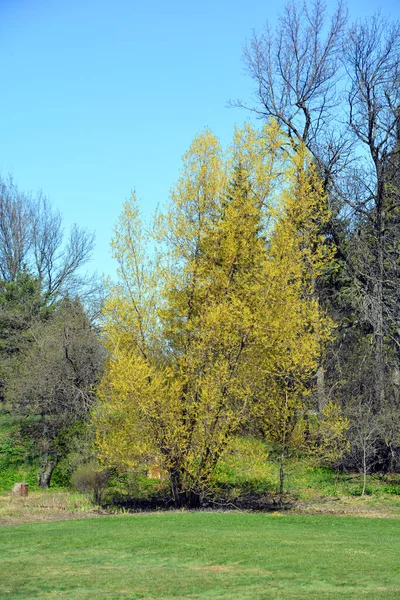 Puut Keväällä Kausi Quebec Kanada — kuvapankkivalokuva